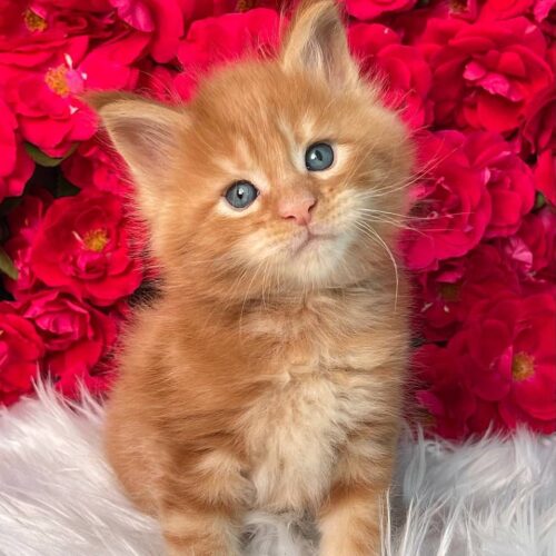 maine coon