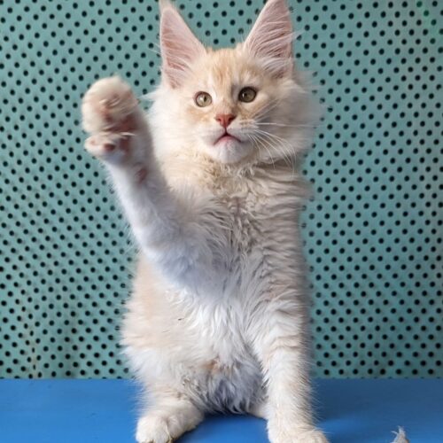maine coon