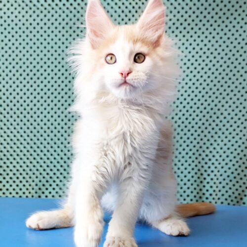 maine coon
