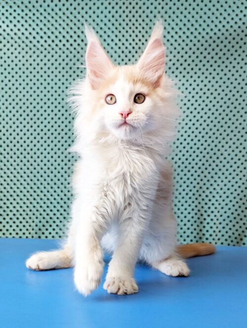 maine coon