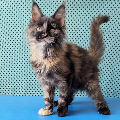 maine coon