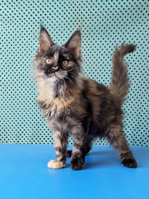 maine coon