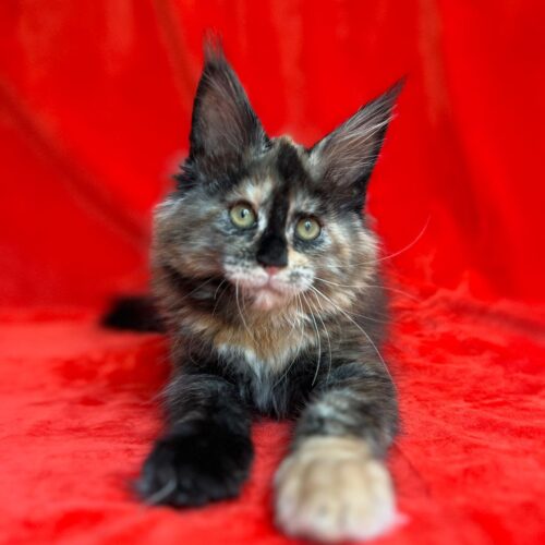 Maine Coon