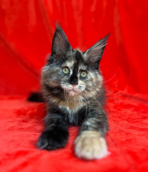 Maine Coon