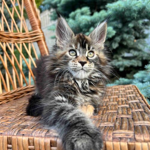 maine coon