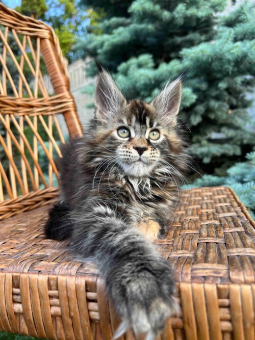 maine coon