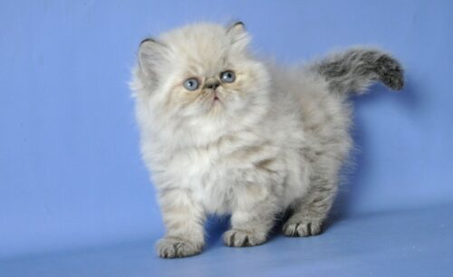 Persian