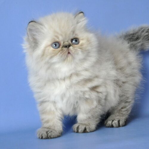 Persian
