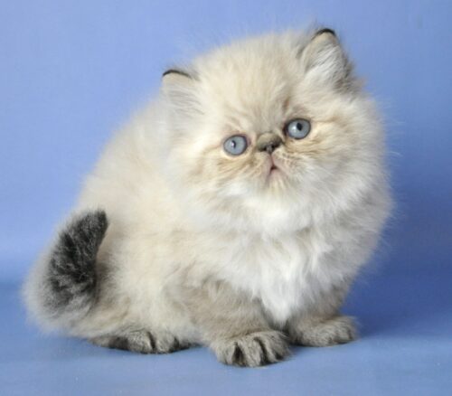 persian