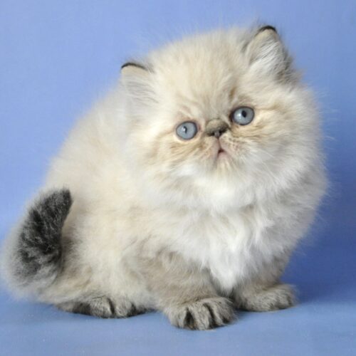persian