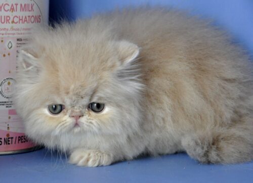 persian