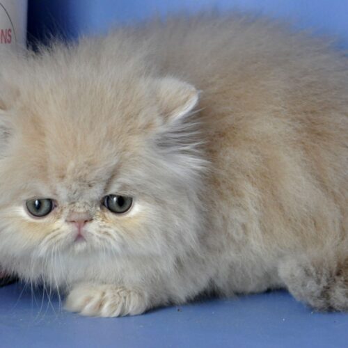 persian