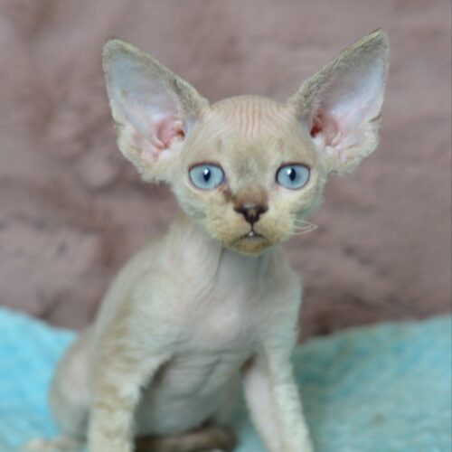 devon rex