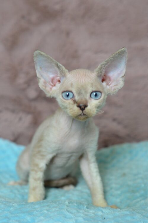 devon rex