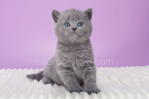 british shorthair grey color