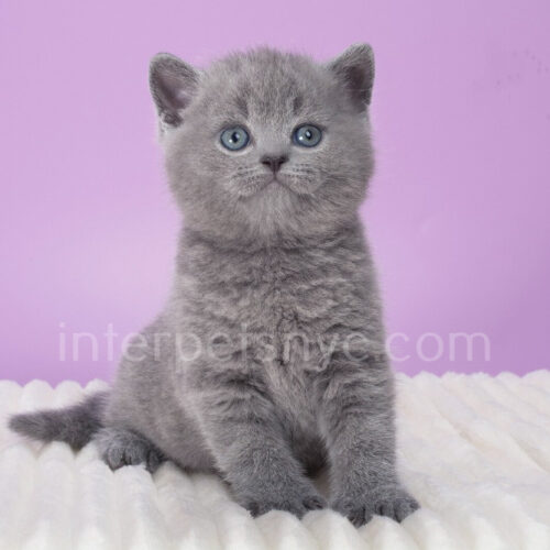 british shorthair grey color