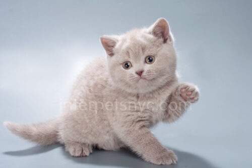 british shorthair lilac