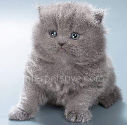 british longhair