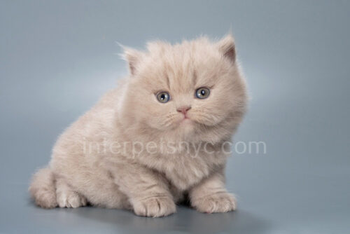 lilac british longhair