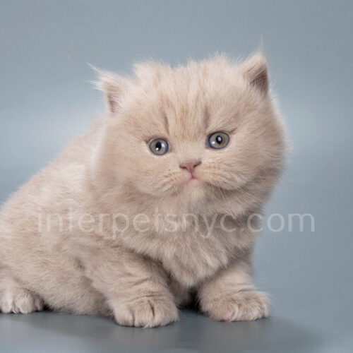 lilac british longhair