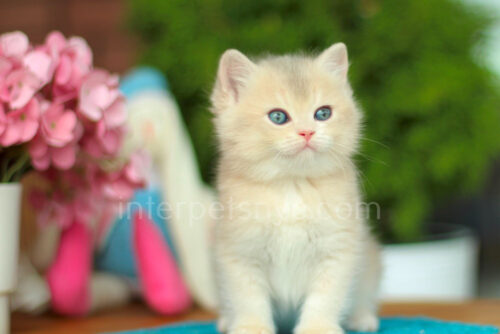 british shorthair kitten