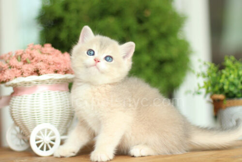 british shorthair male ay11