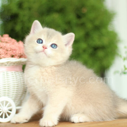 british shorthair male ay11