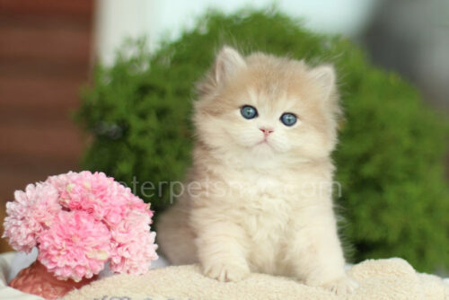 british longhair