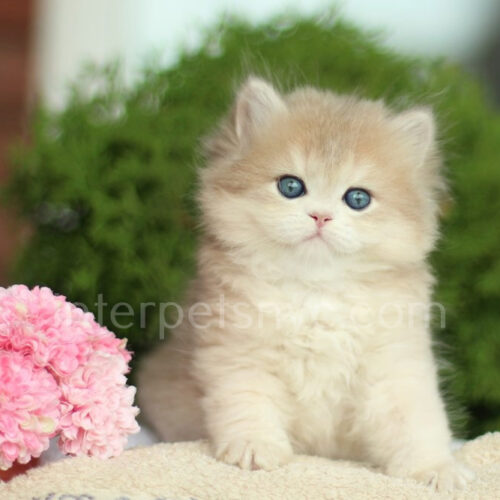 british longhair