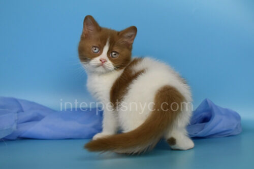 british shorthair bicolor