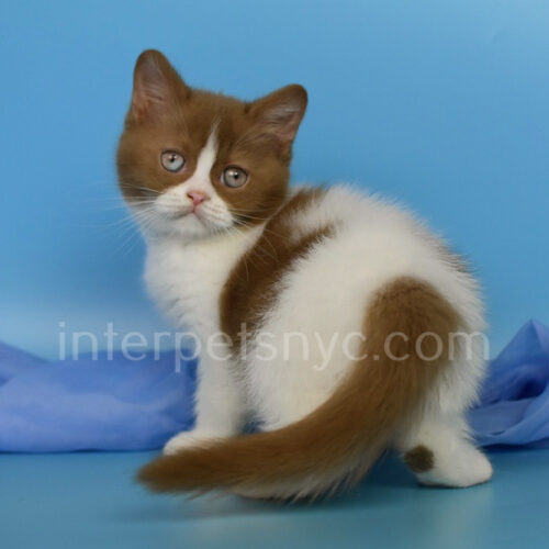 british shorthair bicolor