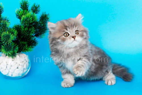 british longhair