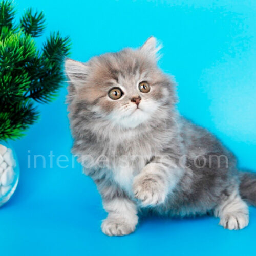 british longhair
