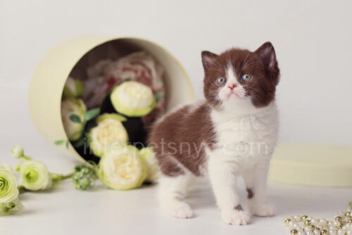 bicolor british shorthair