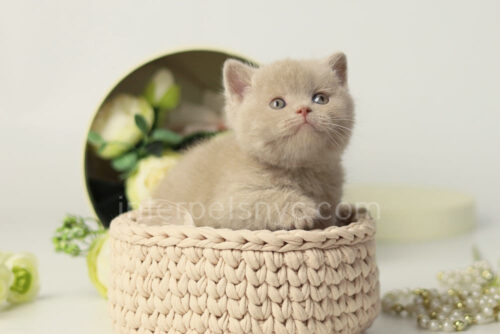 british shorthair