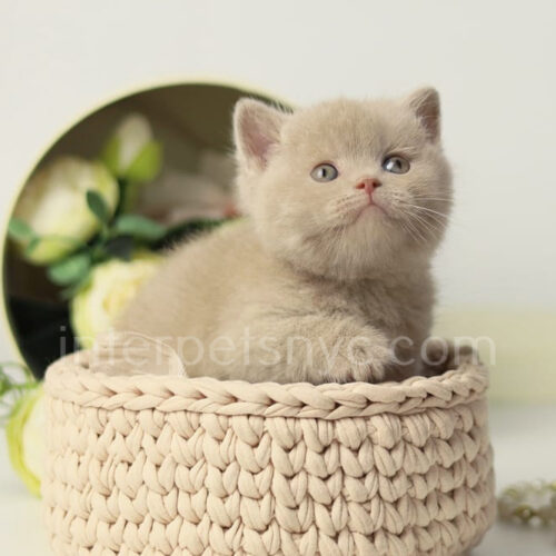 british shorthair