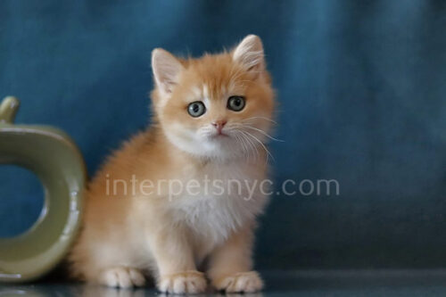 golden british shorthair kitten