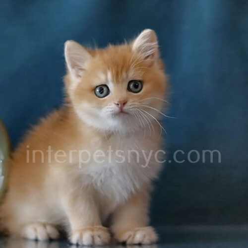 golden british shorthair kitten