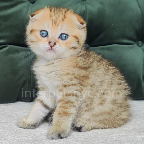 scottish fold