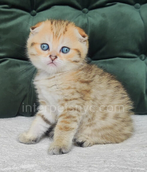 scottish fold