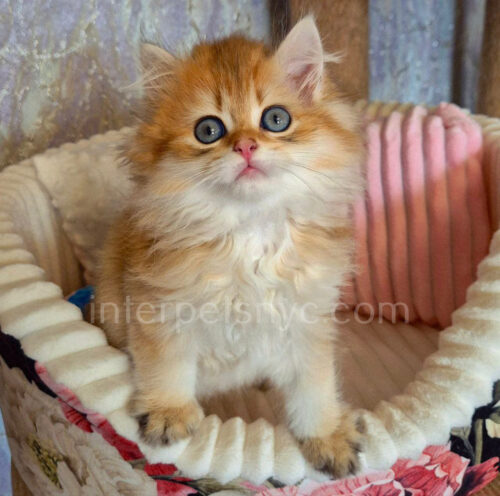 british longhair