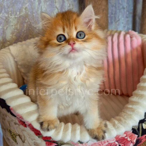 british longhair