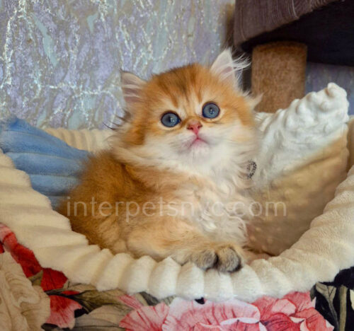british longhair