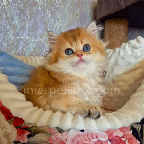british longhair