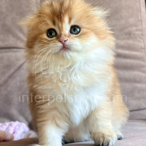 scottish fold longhair kitten