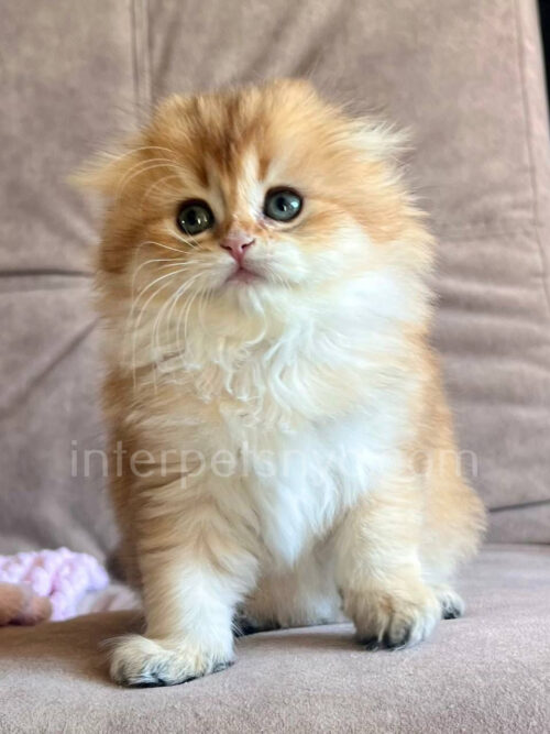 scottish fold longhair kitten