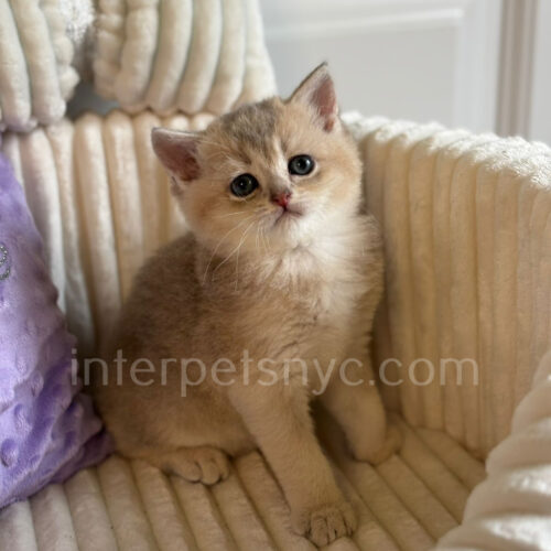 ay11 british shorthair