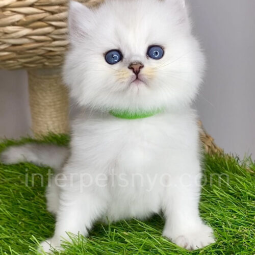 british longhair white kitten