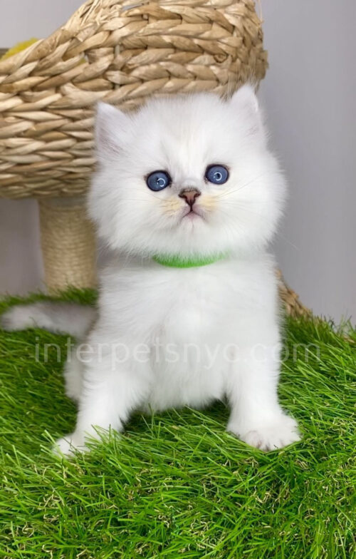 british longhair white kitten