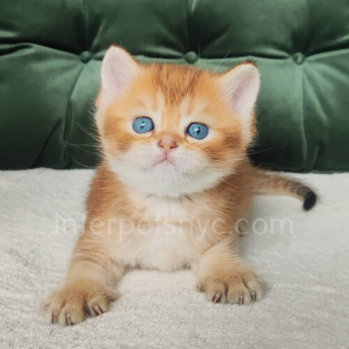 scottish straight kitten